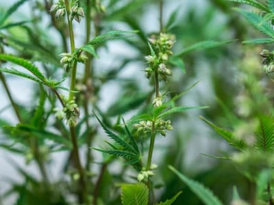 Cannabis Sativa, Cannabis Indica und Sinsemilla von Cannapot – Perfektion in jedem Samen