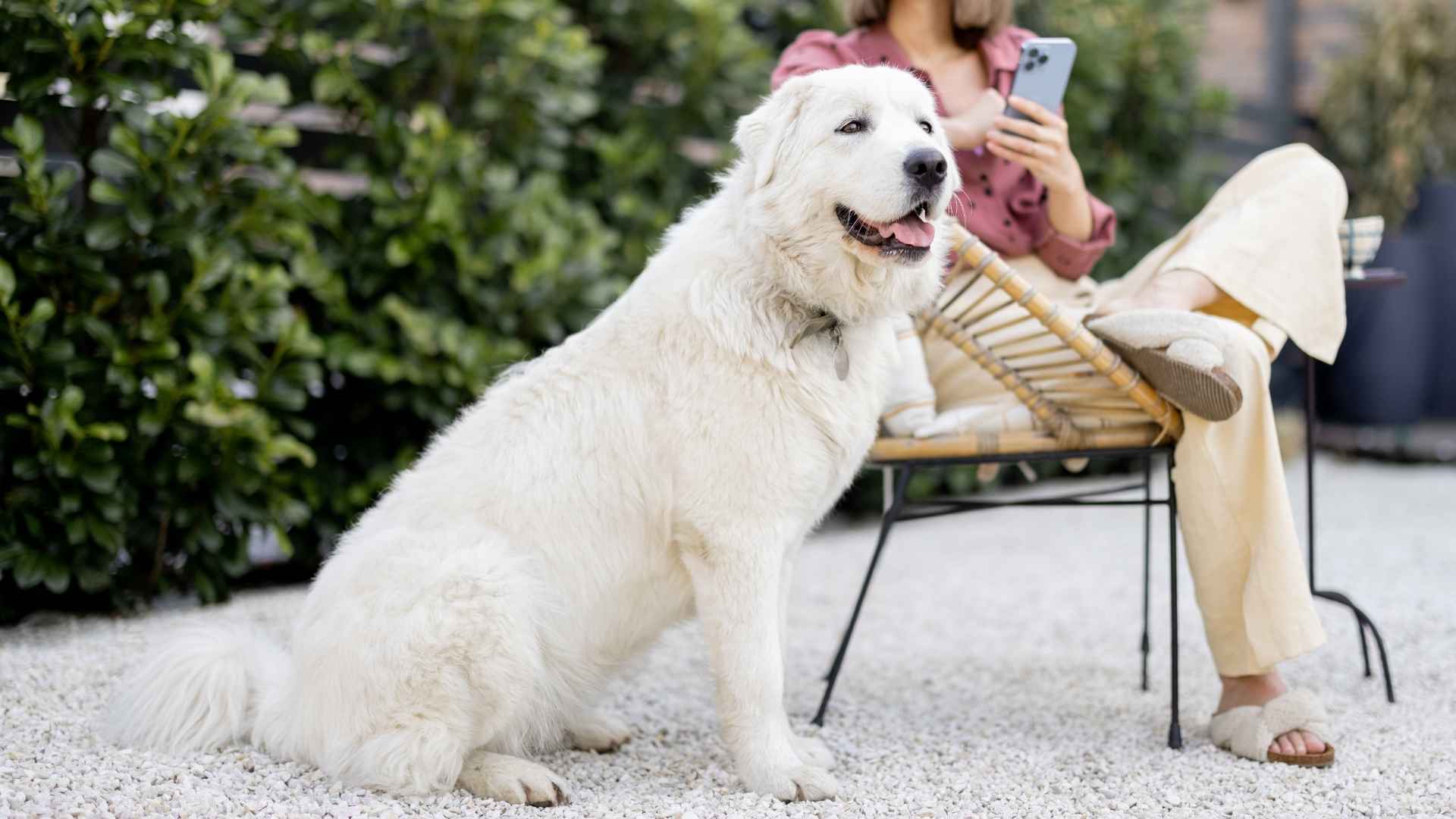 Ferienhaus mit Hund auf Texel – Ihr Traumurlaub für Mensch und Tier