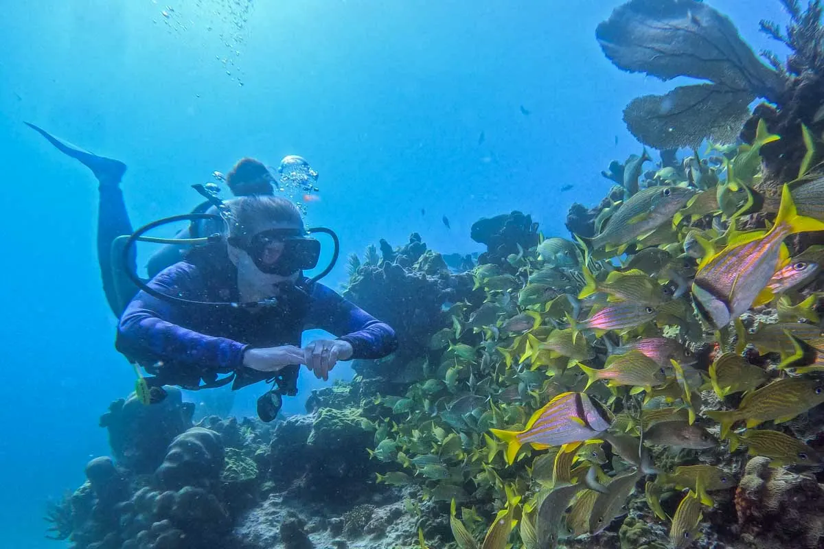 Tauchschule Playa del Carmen: Professionelles Training und top Ausrüstung