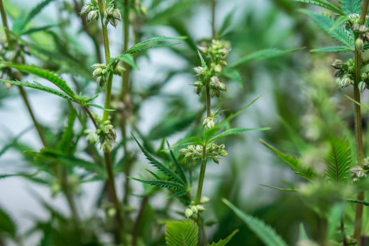 Cannabis Sativa, Cannabis Indica und Sinsemilla von Cannapot – Perfektion in jedem Samen