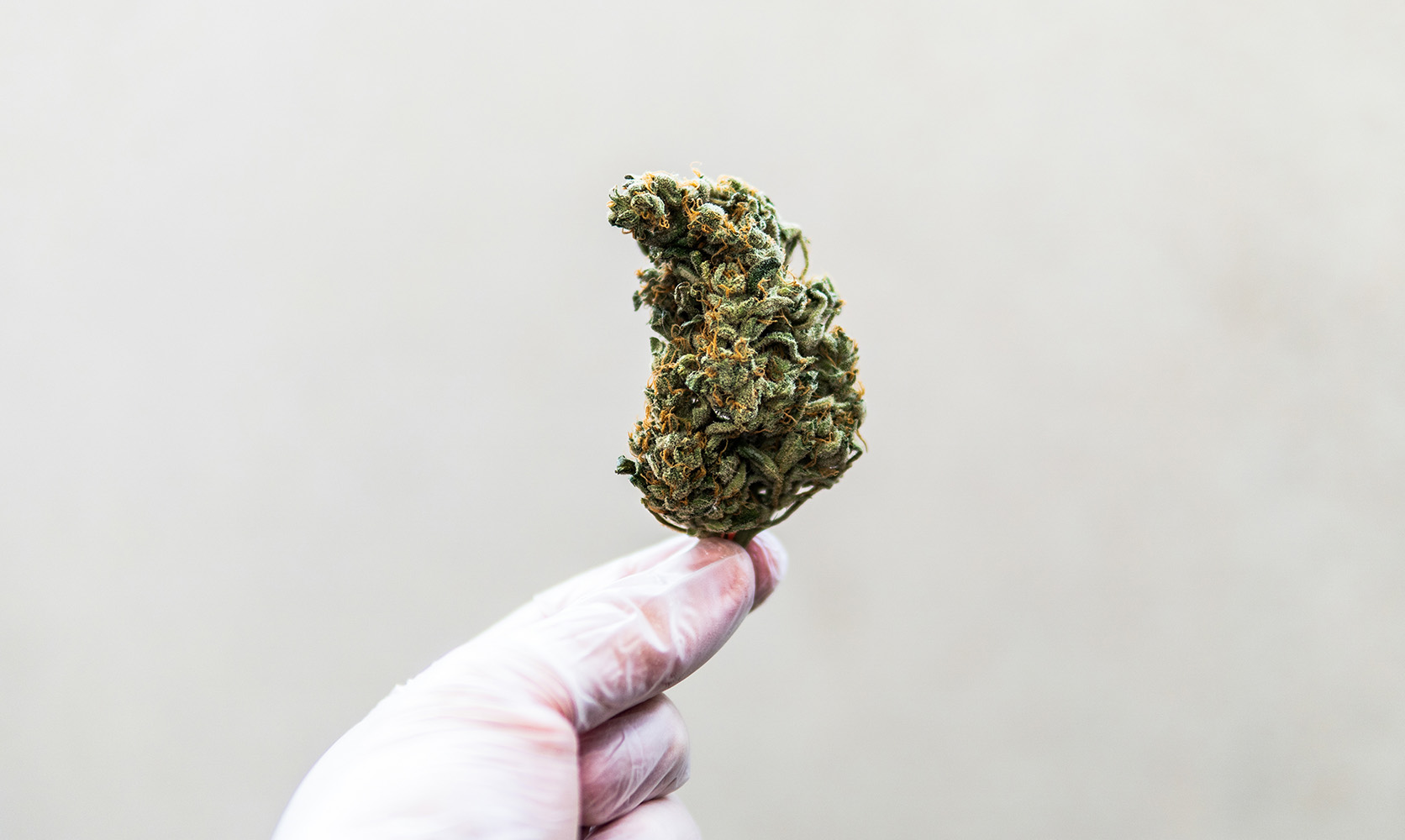 Cannabis Sativa, Cannabis Indica und Sinsemilla von Cannapot – Perfektion in jedem Samen