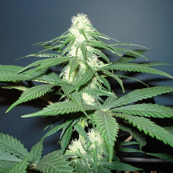 Top 10 Gründe für Rhino Cannabis Samen